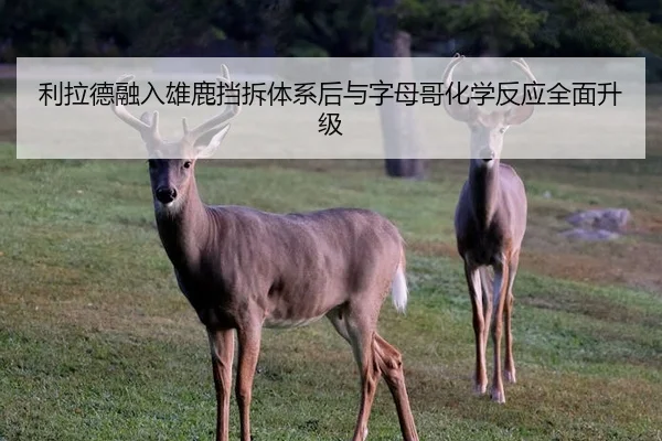 利拉德融入雄鹿挡拆体系后与字母哥化学反应全面升级